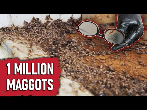 The Most Maggots We've EVER Seen!!!