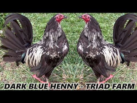 Beautiful Dark Blue Henny Triad Farm - Farm Visit Hawaii