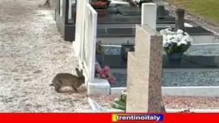 preview picture of video 'conigli invitati tramite altoparlanti ad uscire dal cimitero di trento causa chiusura cancelli'