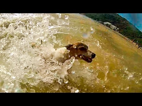 Jack Russell Terrier Running on water. Slow-Motion