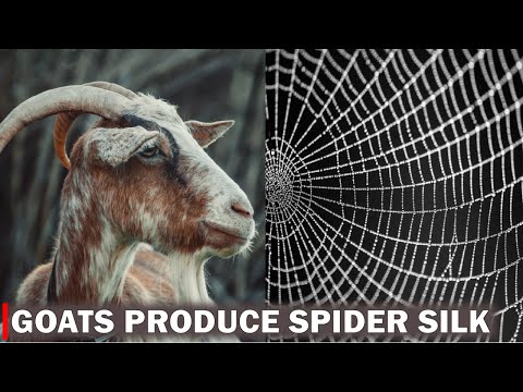 Scientists breed goats that produce spider silk