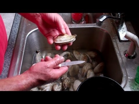 How to Shuck a Maine Clam