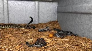 BABY RATTLESNAKES BEING BORN!