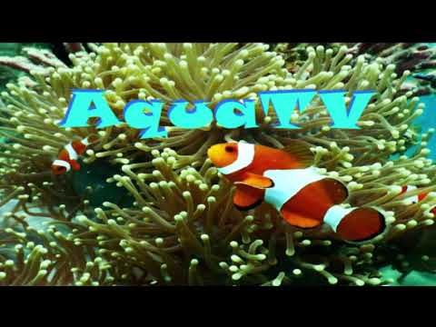 Aquarium TV - Aquarium FISH Relaxing Music 5 minute quick relaxation REAL FISH