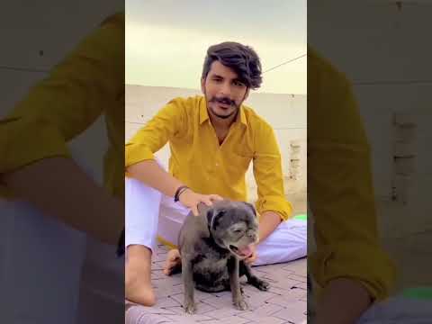 #dog #doglover #love #puppy #pets #mahishorts #gulzar #newsong #newshorts #sharaabdarling