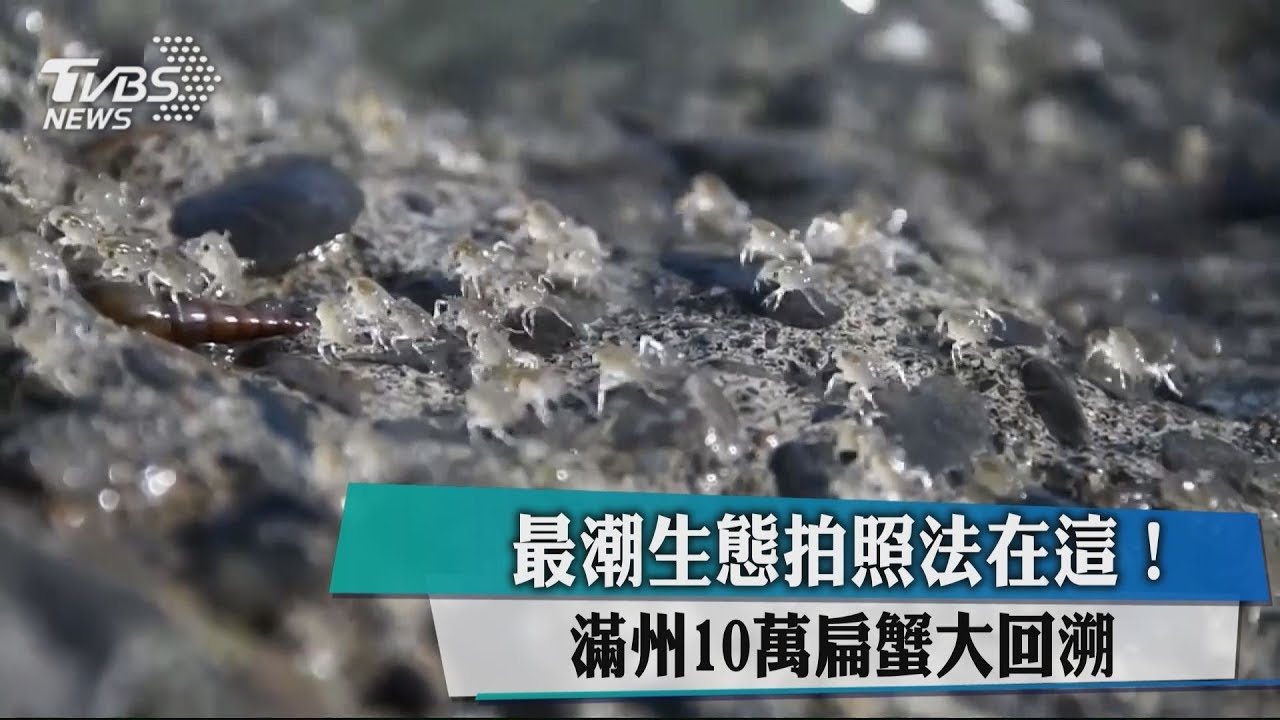 最潮生態拍照法在這! 滿州10萬扁蟹大回溯