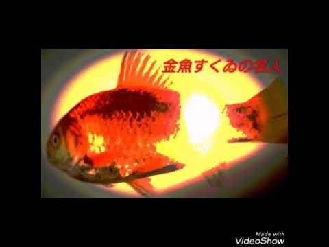 金魚すくゐの名人  A Mistress of Goldfish Scooping Video