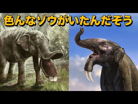 動物の起源と進化