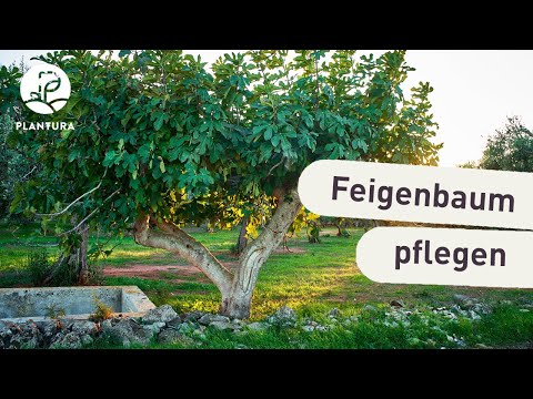 Feigenbaum pflanzen: Tipps vom Kaufen bis zum Pflegen