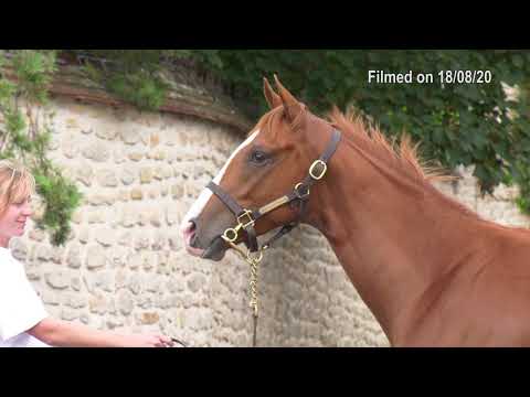 2020 Deauville Select Sale - Lot 112 c.THE GREY GATSBY x HIJAZIYAH