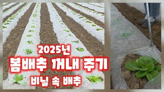 봄배추 비닐 속에서 꺼내 주기 정식 14일 괴산 풀뿌리농장 (배추재배방법)