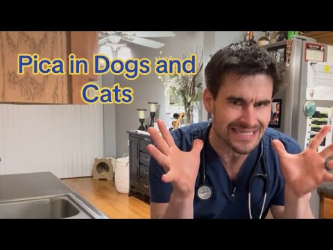 Pica bei Hunden und Katzen