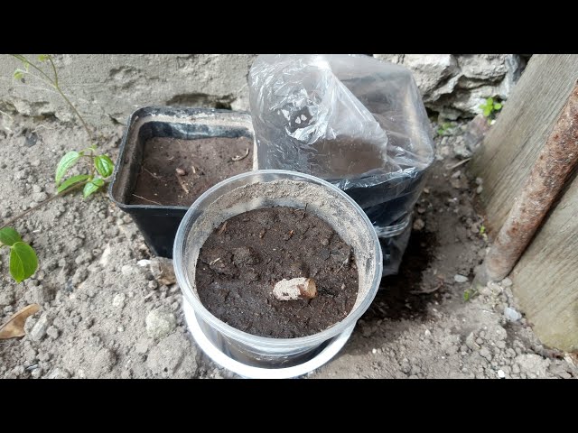 Youtube Video Youtube Video