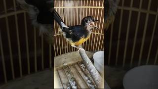 Download lagu Kretekan ganas trotol jantan emosi, murai langsung ribut#kretekanmuraitrotol#Shorts mp3 Download lagu Kretekan ganas trotol jantan emosi, murai langsung ribut#kretekanmuraitrotol#Shorts mp3