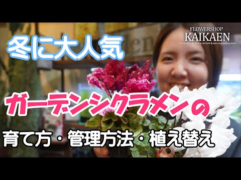 シクラメン植物屋外または屋内栽培プランター ポット冬の開花