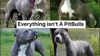 THE MASTER OF ALL BULLDOGS SAID BLUE NOSE PIT BULLS IS A MYTH, A RUMOR, A KNOWN LIE & A KNOWN SCAM.