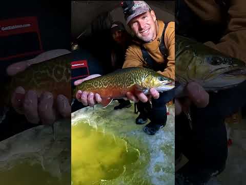 Sight Fishing For Big Tiger Trout
