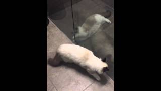 Mauws en Mimi spelen op de badkamer