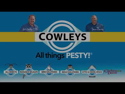 Stopping the Paper Wasps Before Nest Gets...