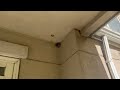 Stopping the Paper Wasps Before Nest Gets Bigger in South River, NJ