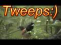Tweeps