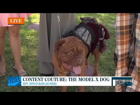 Content Couture: The Model X Dog - YouTube