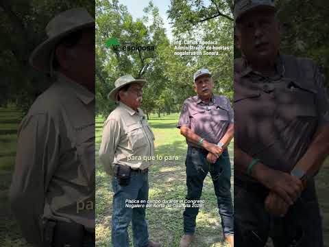 Aumento de densidad en huertas nogaleras 15x15