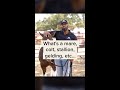 What S The Difference Between A Mare Stallion Gelding Colt And A Pony