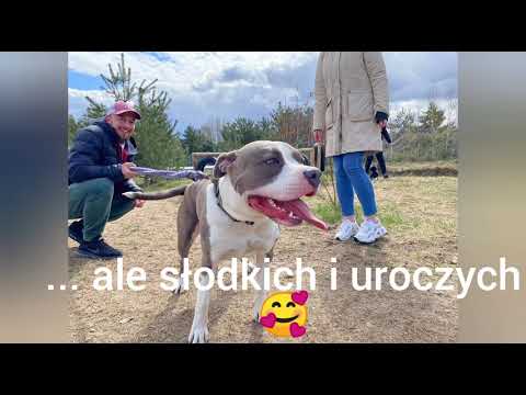 Czym jest Sfora Gdańska? (Materiały z 21 i 24.04.2021r)