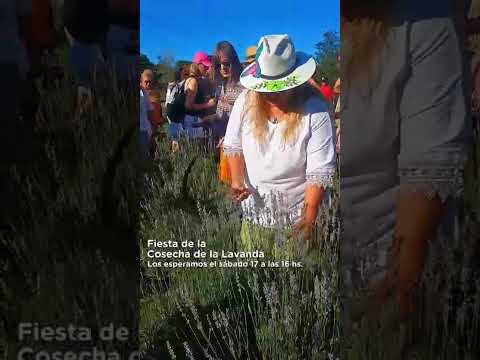 Villa General Belgrano celebra la 5ª edición de la Fiesta de la Cosecha de la Lavanda