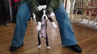 Boxer Puppy Funny Dance!! (8 WEEKS OLD)