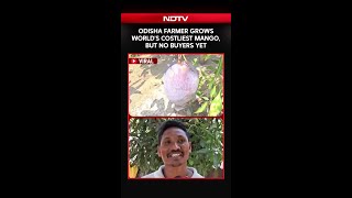 Download lagu Odisha Farmer Grows World's Costliest Mango Worth Rs 3 Lakh, But Has No Buyers Yet mp3
