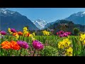 Beautiful Relaxing Music, Peaceful Soothing Instrumental Music, 
