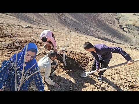 Our Mountain Orchard Begins! 🌱 Planting Trees with Uncle’s Surprise Help 🏔️💪