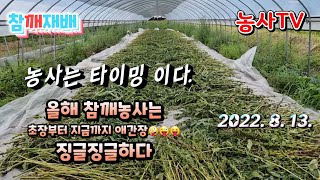 참깨수확 했습니다. 올해 참깨농사는 초장부터 지금껏 애간장 태우네요.