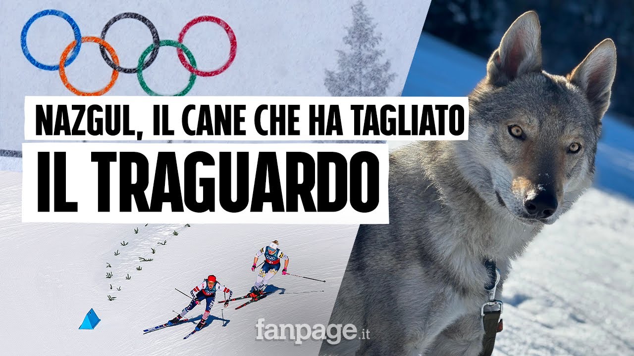 Nazgul, il cane simbolo delle Olimpiadi. I proprietari: "Quando lo abbiamo visto è salito il panico"