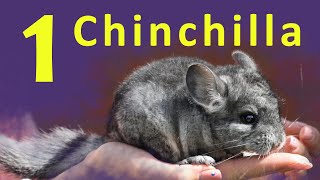 Chinchilla | Rodent