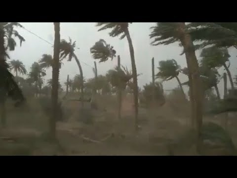 STORMY Winds ! Crazy Palm trees fly through the air