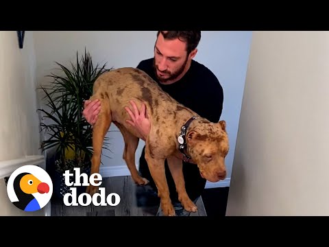 Pittie Rescued From Backyard Breeder Can't Stop Cuddling Now | The Dodo