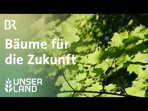 Bäume  für die Zukunft | Unser Land | BR Fernsehen