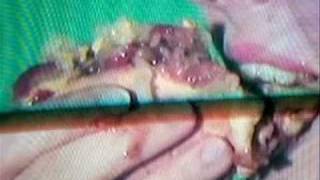 Screaming Females - Boyfriend (Official Video)