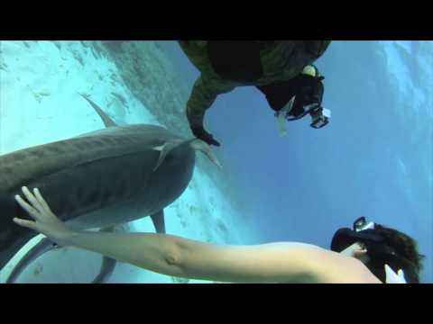 Under the Sea   Watching the sharks