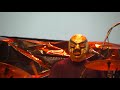 Nick Lowe w/Los Straitjackets-Cruel To Be Kind live in Milwaukee,WI 7-1-18