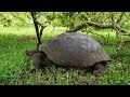 Giant Tortoise Walking In The Galápagos