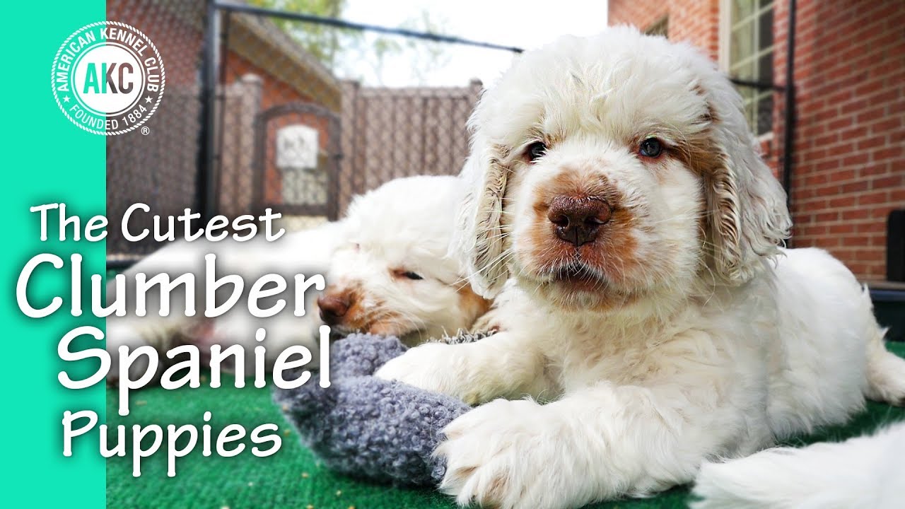 The Cutest Clumber Spaniel Puppies