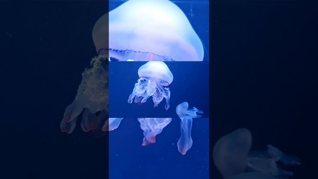 The Future is Here: Exploring Hologram Video Technology #3d