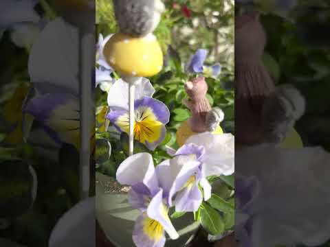 バルコニー、テラス、パティオのプランターを引き立てる常緑植物はどれですか?  庭園