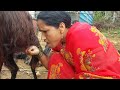 Direct Drinking Milking Vlog