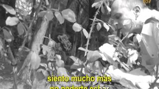 Miguel Bosé - Celeste Amor (Official CantoYo Video)