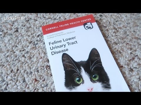 Decoding FLUTD - Feline Lower Urinary Tract Disease